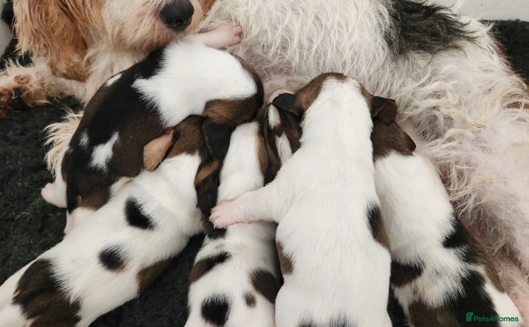 Basset Griffon Vendeen dogs - Advert 1