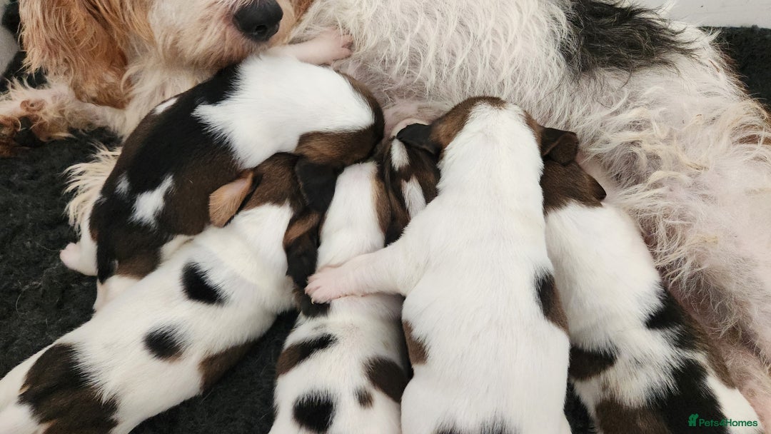 Basset Griffon Vendeen dogs for sale: Griffon grand bassets  - Image 1