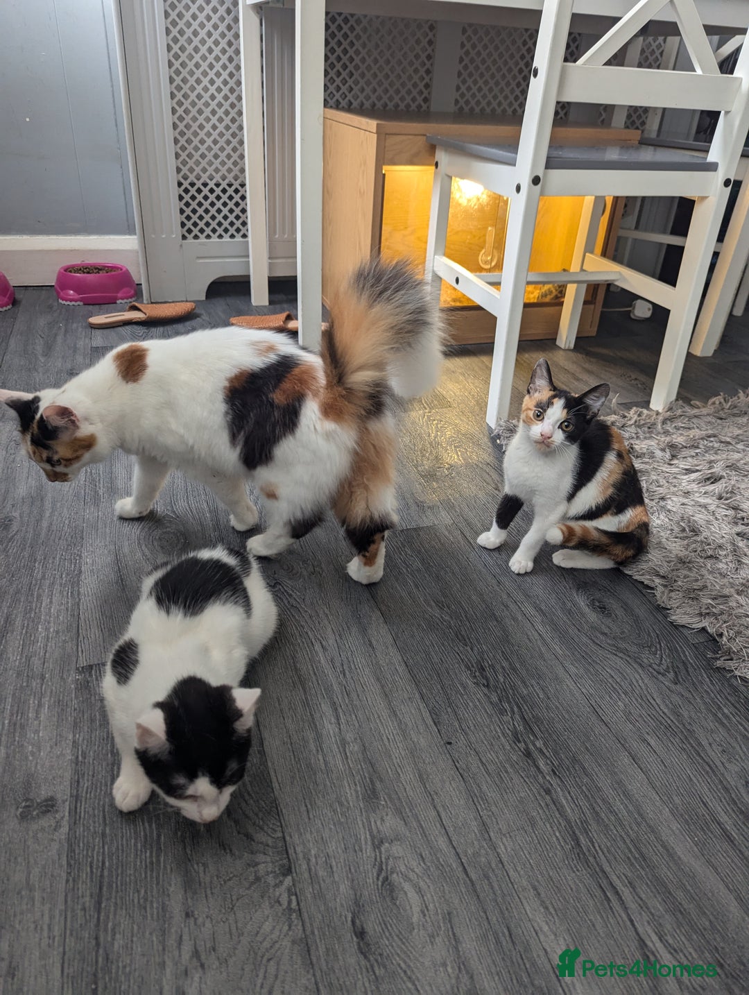 British Shorthair cats for sale: 2 ready to go  - Image 3