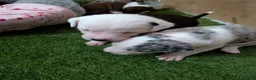 Mixed Breed dogs for sale: Borador bully puppies x3 girl viewings now  - Advert 7