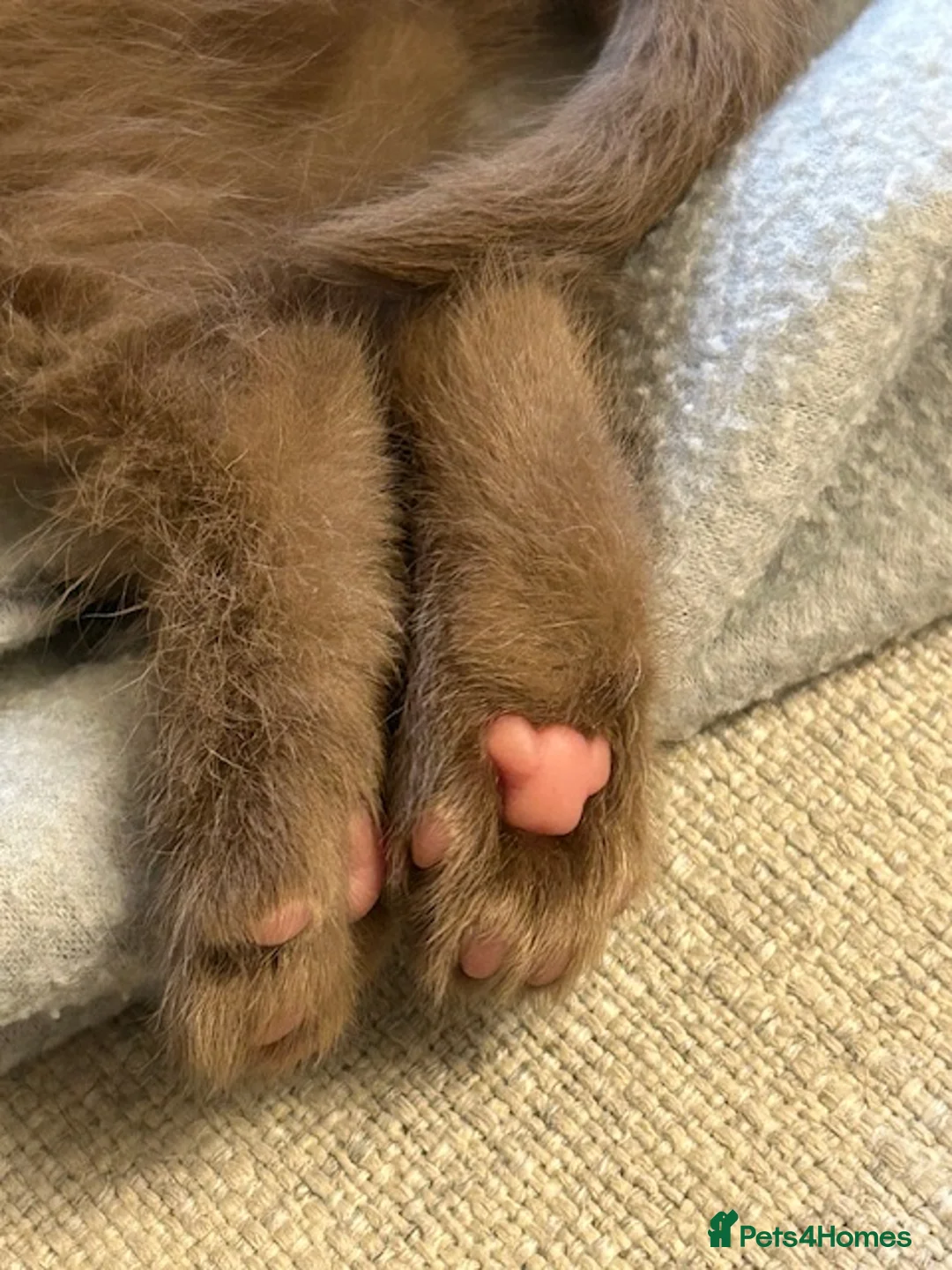 British Shorthair cats for sale: GCCF Cinnamon & Lilac BSH - Advert 13