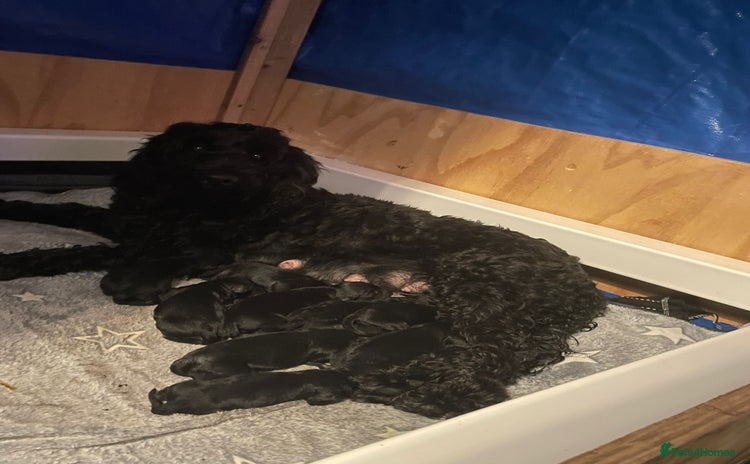 Cockapoo dogs - Advert 1