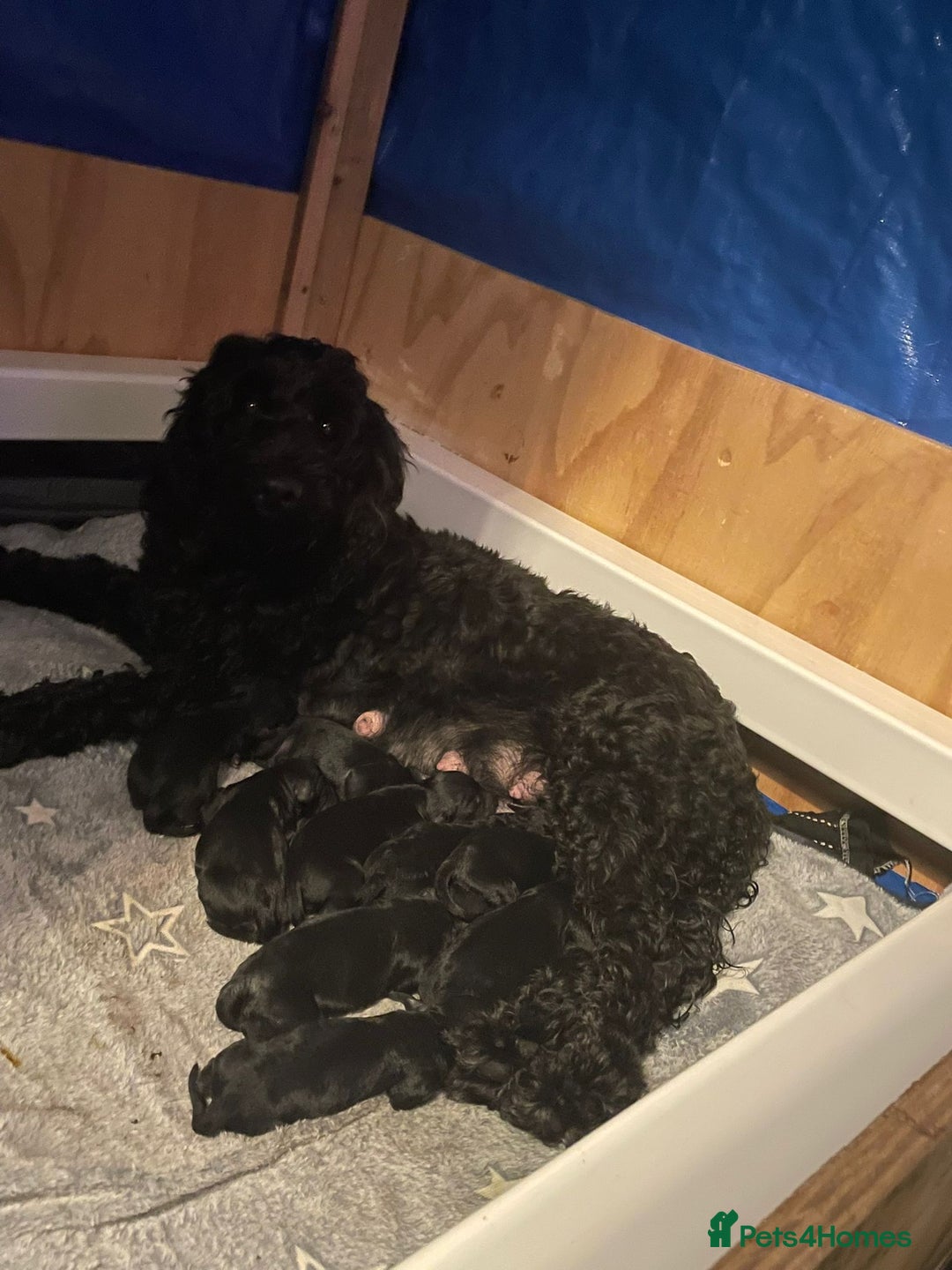 Cockapoo dogs for sale: 🐾 Gorgeous Black F2 Cockapoo Puppies 🐾 - Image 1