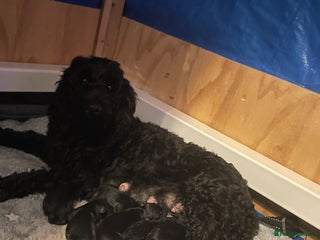 Cockapoo dogs - Advert 9