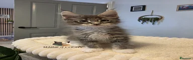Maine Coon 3