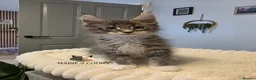 Maine Coon cats for sale: Maine coon kittens - Advert 25