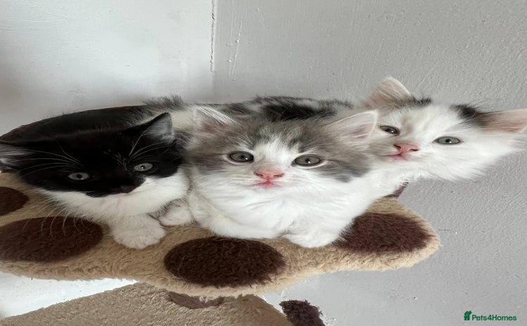 British Longhair cats - Advert 5