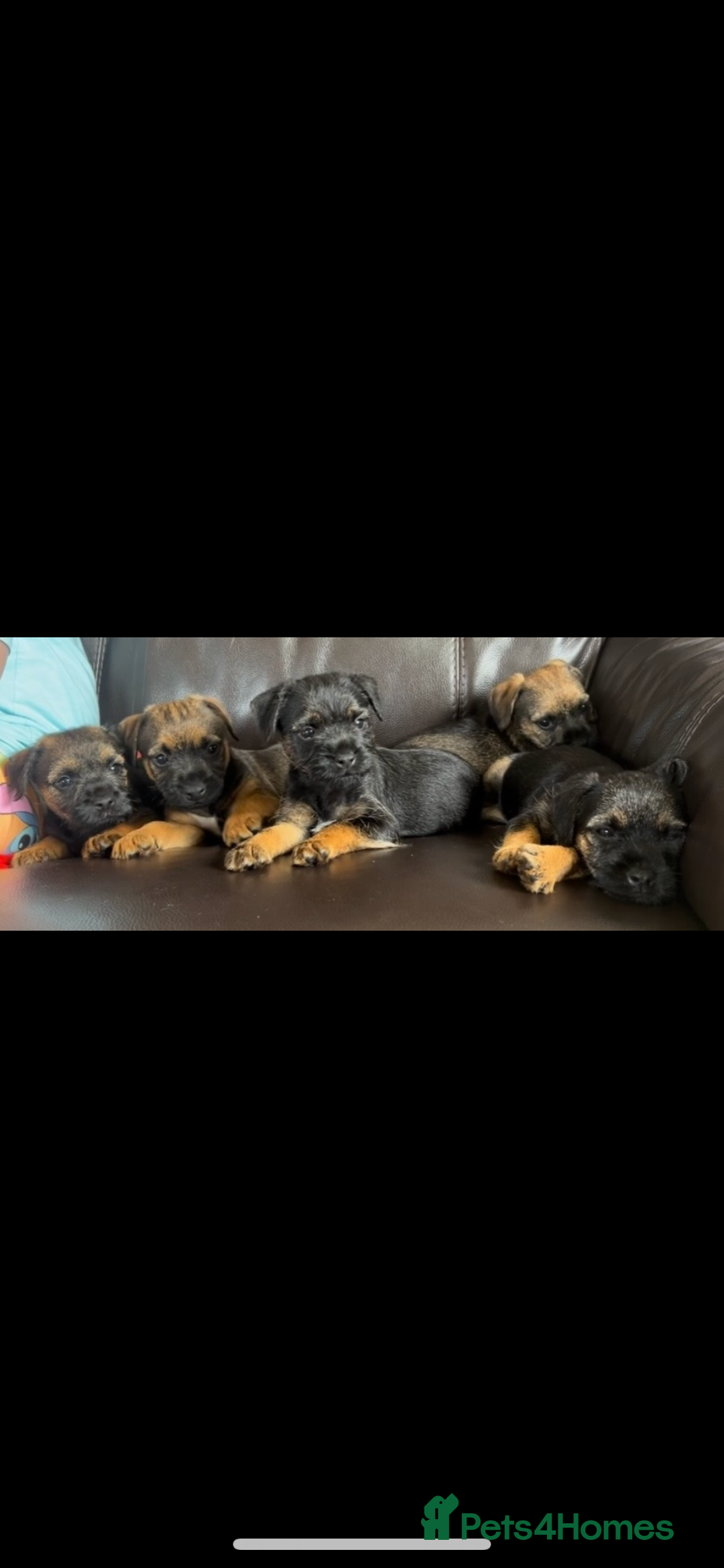Border Terrier dogs for sale: Border Terrier puppies - Image 11