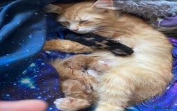 Mixed Breed cats for sale: One female one male ginger fluffy kittens  - Image 4