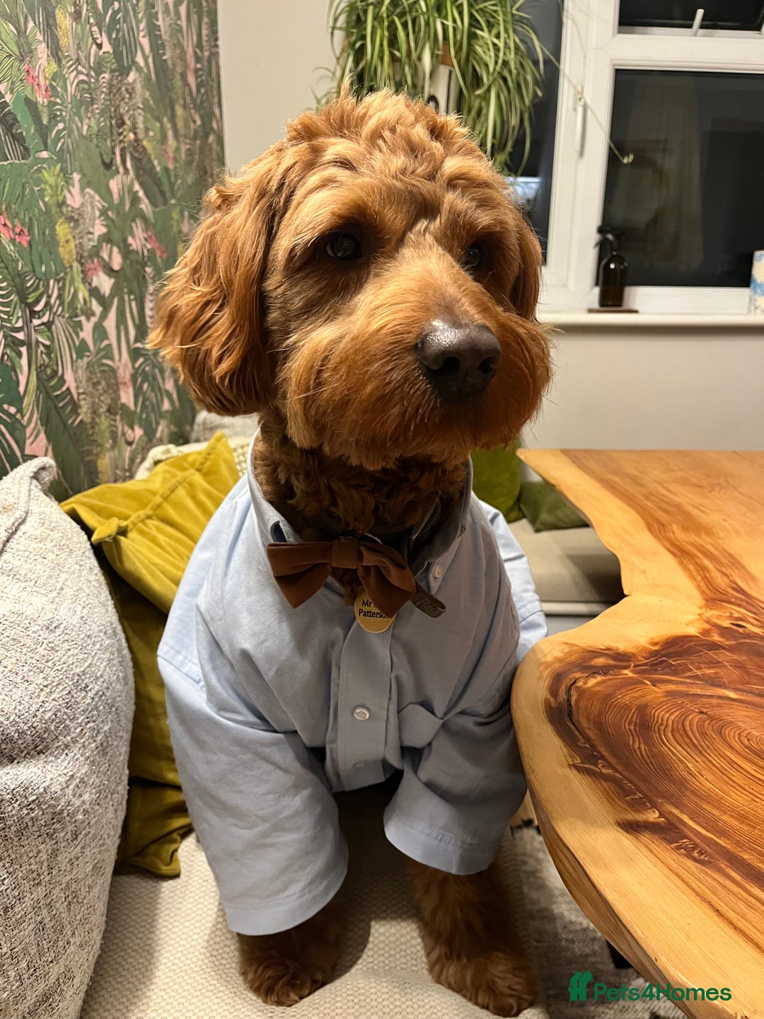 Australian Labradoodle dogs for stud: Australian Labradoodle Stud – Excellent Bloodlines - Image 30
