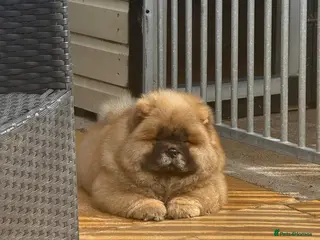 Chow Chow dogs LAST FEMALE CHOW CHOW - Advert 1