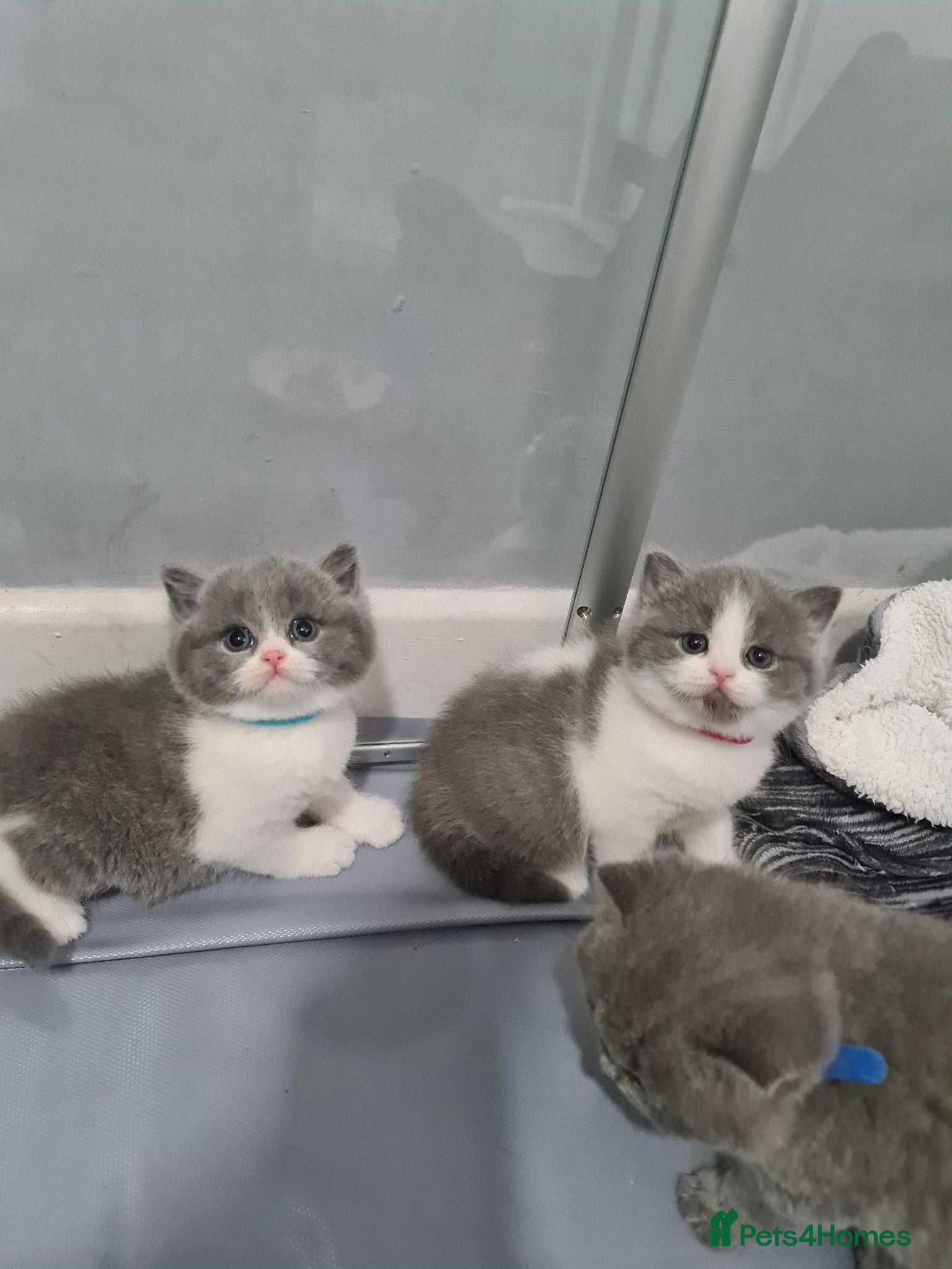 British Shorthair cats British shorthair kittens  - Advert 8
