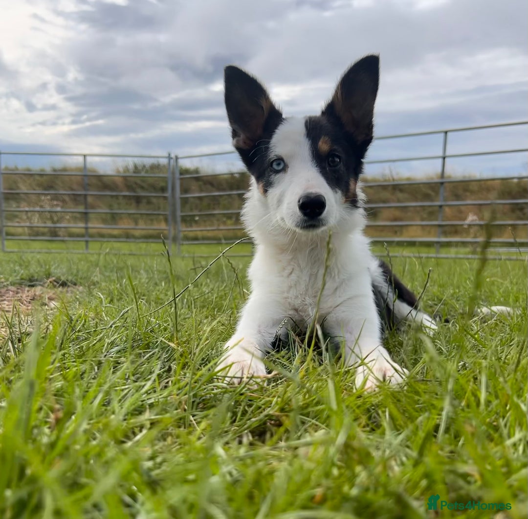 Border Collie dogs for sale: Nell  - Advert 1