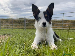 Border Collie dogs Nell - Advert 1
