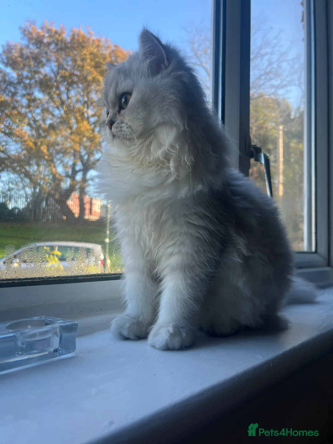 Persian cats for sale: Kitty - Advert 4