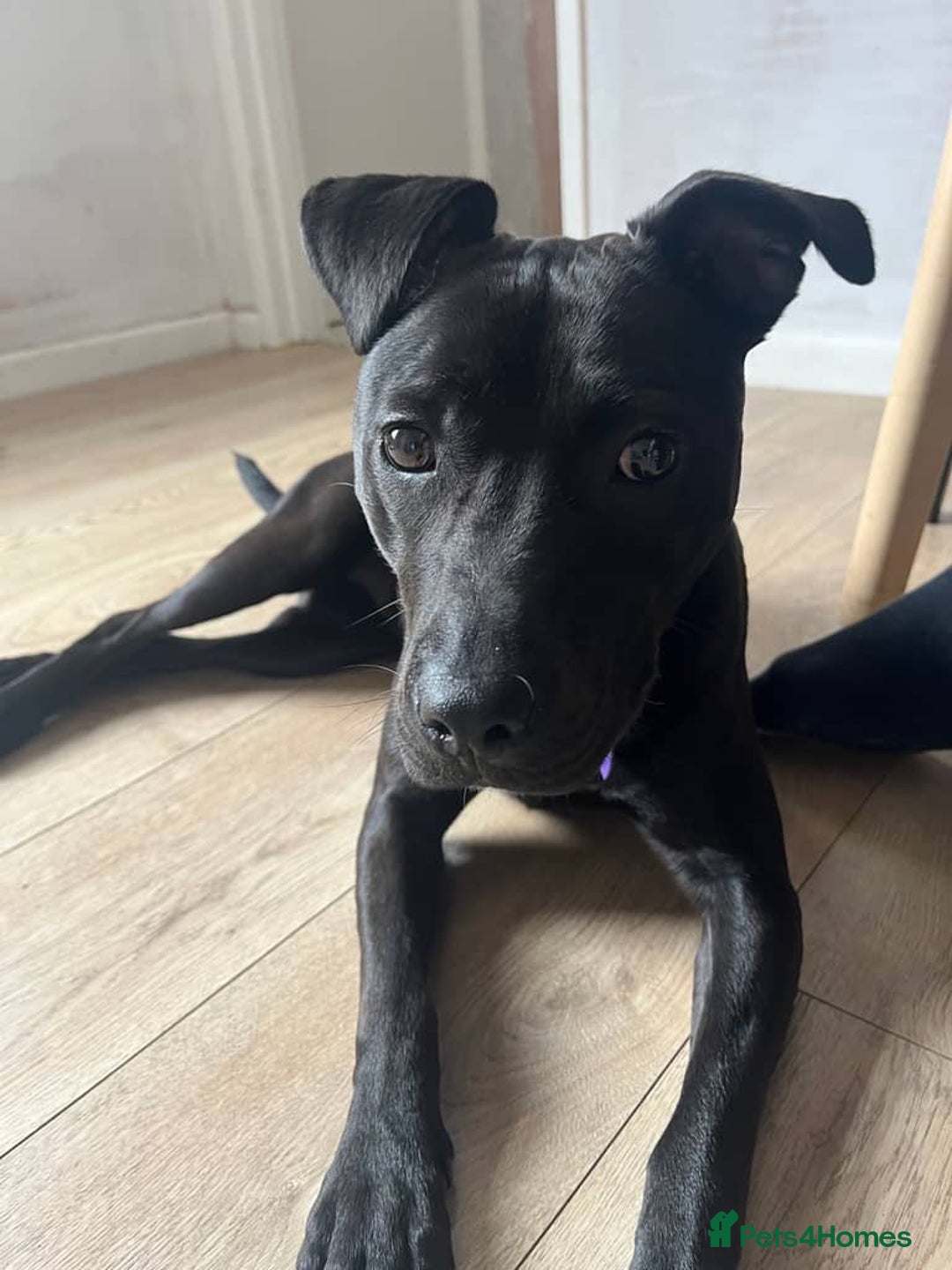 Mixed Breed dogs for sale: Wonderful lab/staffy girl - Image 1