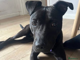 Mixed Breed dogs - Advert 34