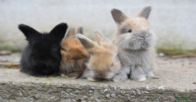 Angora rabbits - Advert 9