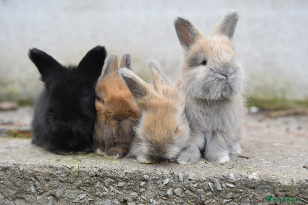Angora rabbits for sale: French Imported Pedigree English Angoras - Image 1