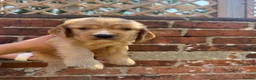 Cocker Spaniel dogs for sale: 🌟🌟🌟Beautiful English Gold Show Cocker Spaniel  - Advert 15