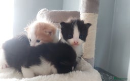 Mixed Breed cats for sale: Beautiful Kittens British ShorthairxRagdoll - Image 5