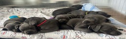 Staffordshire Bull Terrier dogs for sale: Kc blue staffordshire bull terrier puppies - Advert 9