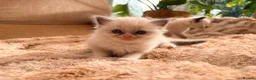 Ragdoll cats for sale: Beautiful Ragdoll kittens! in Fareham - Advert 40
