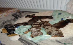Dachshund dogs for sale: Miniature Daschund - Image 22
