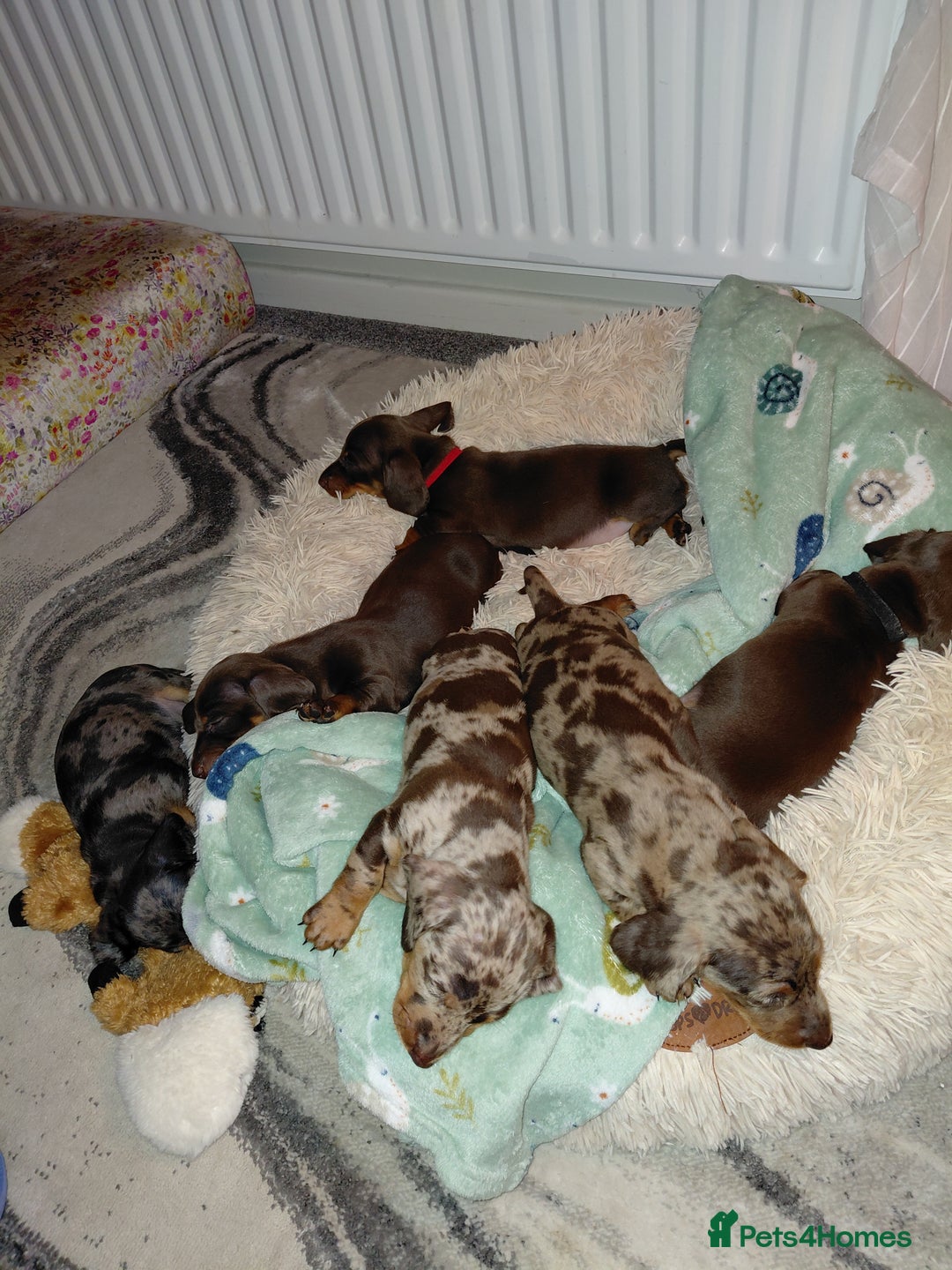 Dachshund dogs for sale: Miniature Daschund - Image 22