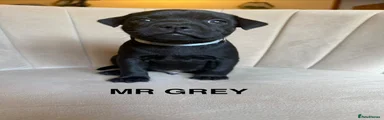 Mr Grey