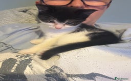 Mixed Breed cats for sale: Kitten for sale - Image 18