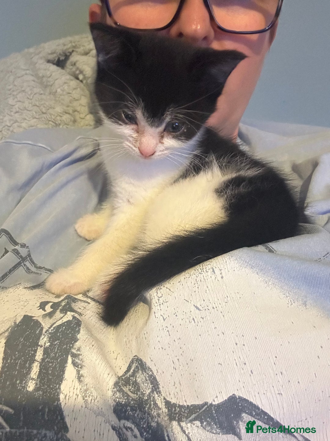 Mixed Breed cats for sale: Kitten for sale - Image 18