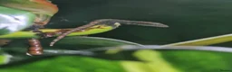 Gecko reptiles for sale: Mourning gecko hatchlings - Advert 13