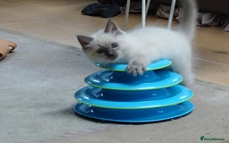 Ragdoll cats for sale: Blue point purebred ragdoll girl  - Image 4
