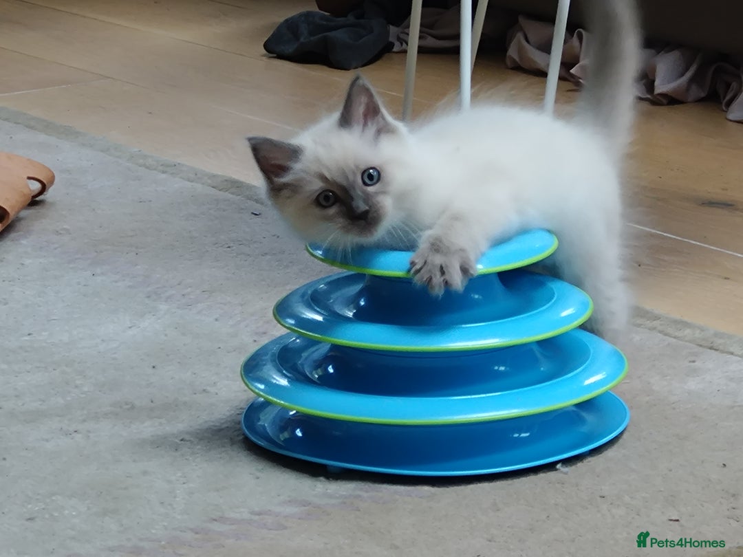 Ragdoll cats for sale: Blue point purebred ragdoll girl  - Image 4