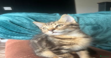 Mixed Breed cats - Advert 5