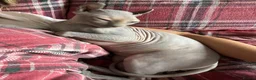 Sphynx cats for sale: Phoebe NEEDS A HOME ON HER OWN NO OTHER CATS/DOGS - Advert 17