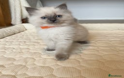 Ragdoll cats for sale: Adorable Blue Point Ragdoll Kittens - Image 8