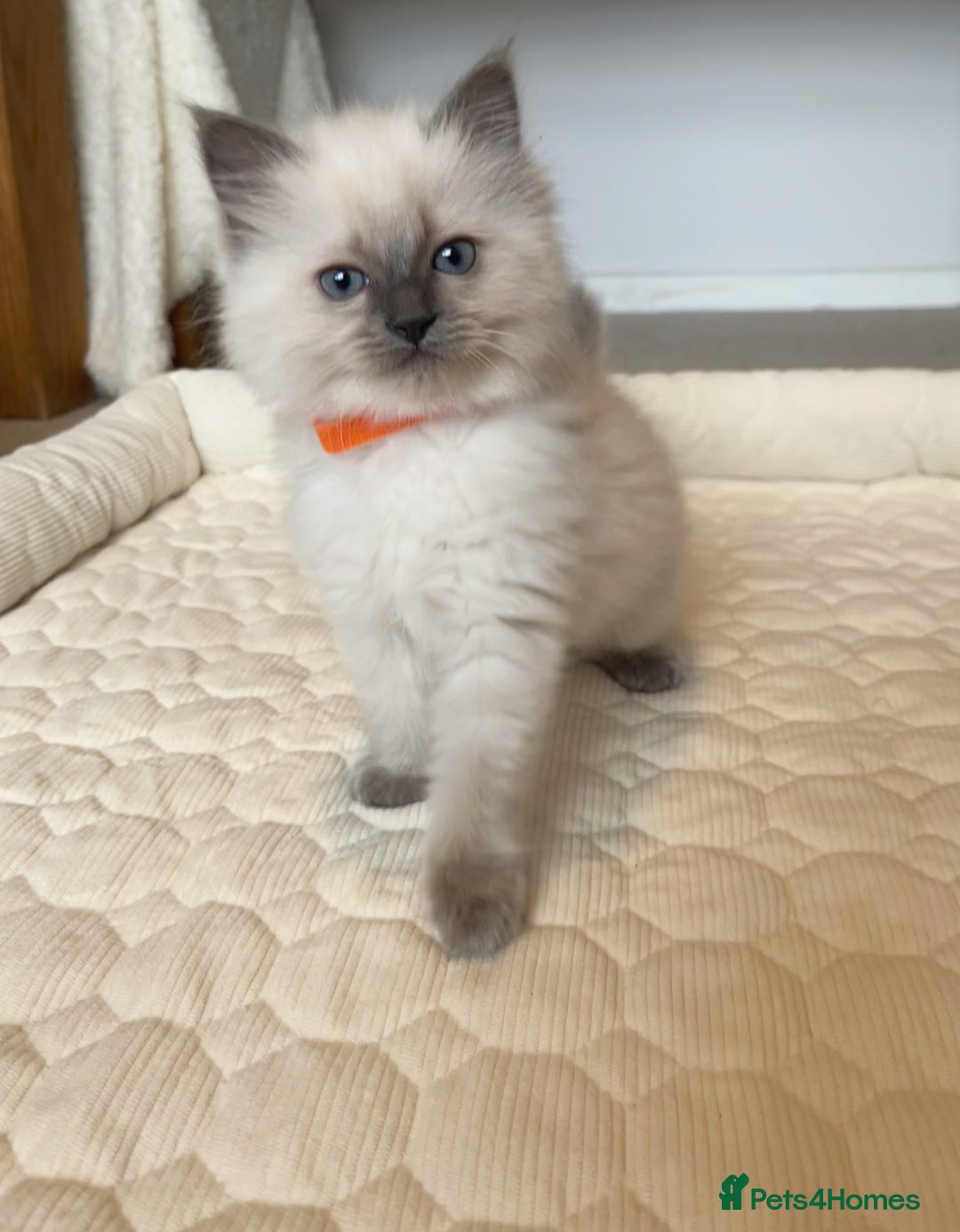 Ragdoll cats for sale: Adorable Blue Point Ragdoll Kittens - Image 8