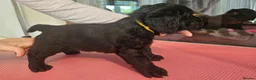 Labradoodle dogs for sale: Ready now! F2 Miniature double doodles - Advert 7
