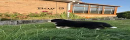 Bernese Mountain Dog dogs for sale: BEAUTIFUL BERNESE MOUNTAIN DOG PUPPIES-4 BOYS !!! - Advert 24