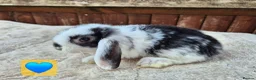 Mini Lop rabbits for sale: ❤️ Ready to reserve  💙  - Advert 9