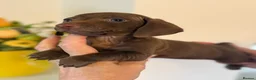 Miniature Dachshund dogs for sale: BEAUTIFUL K.C CHOCOLATE BOY MINIATURE DACHSHUND!!  - Advert 7