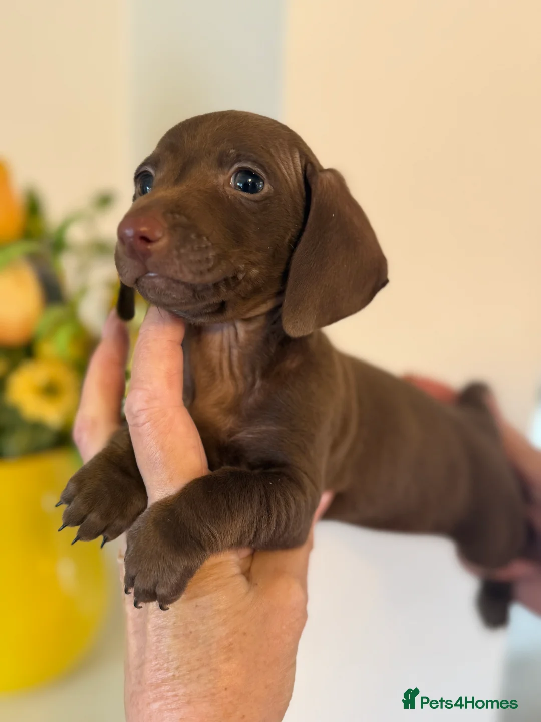 Miniature Dachshund dogs for sale: BEAUTIFUL K.C CHOCOLATE BOY MINIATURE DACHSHUND!!  - Advert 7