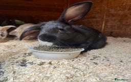 Mixed Breed rabbits for sale: 3 MALE RABBITS , 2 FEMALE GUINEA PIGS NEEd A HOME! - Image 2
