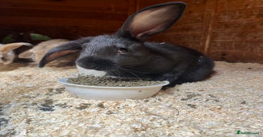 Mixed Breed rabbits - Advert 6