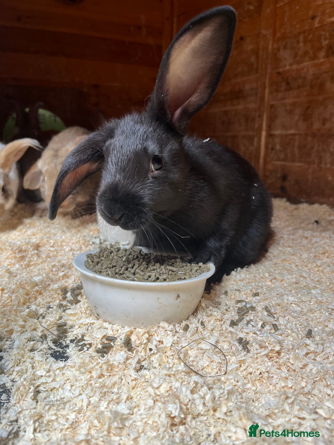 Mixed Breed rabbits for sale: 3 MALE RABBITS , 2 FEMALE GUINEA PIGS NEEd A HOME! - Image 2