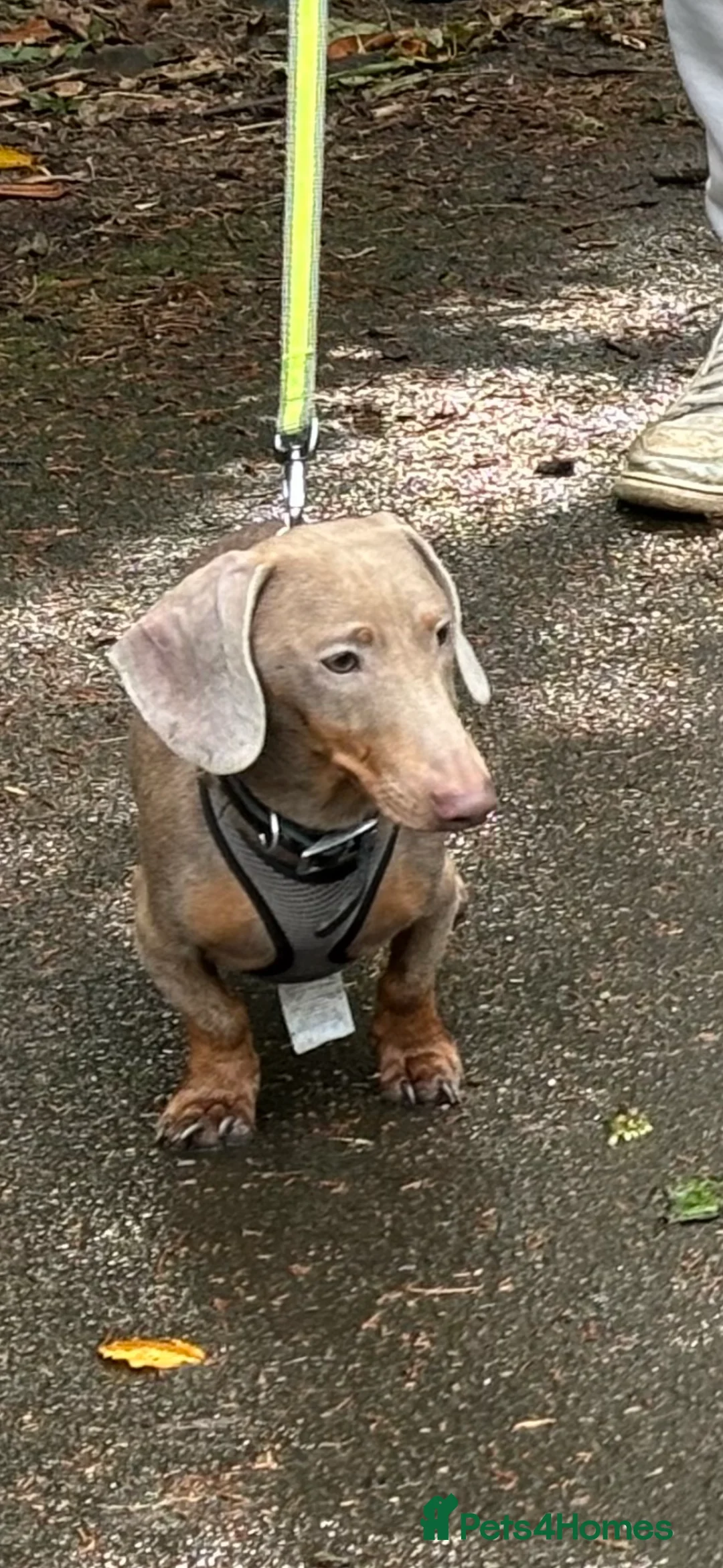 Dachshund dogs for stud: Blue Dachhund Proven Stud & Isabella cream stud, in Swansea - Advert 31