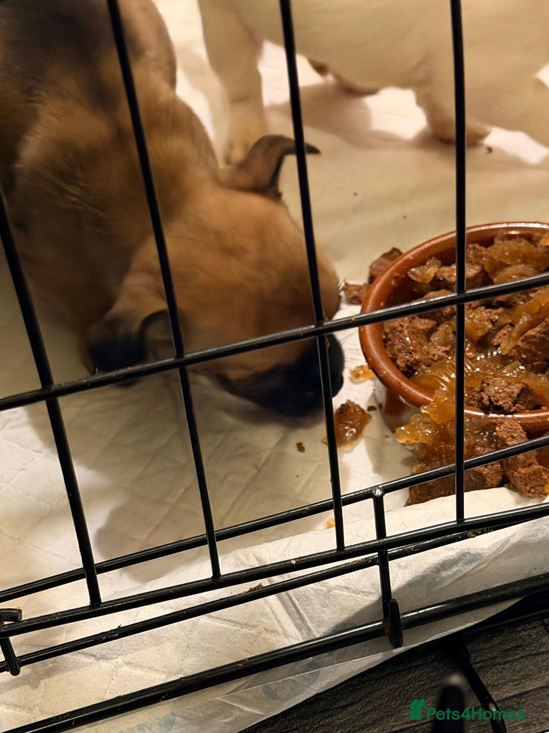 Chihuahua dogs for sale: Baby girl full chihuahua  - Advert 1