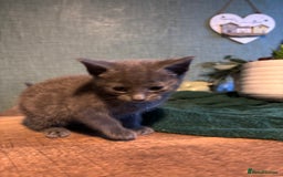 Mixed Breed cats for sale: Adorable kitten - Image 6